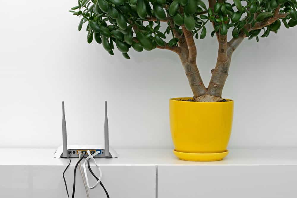 Wifi router next to a plant on a shelf top